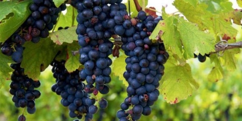 Prednosti i štete grožđa isabella za organizam